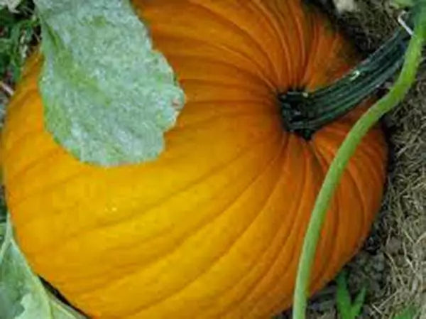 Heirloom Pumpkin Seeds - 100 Non-GMO Connecticut Field - Cucurbita pepo - Ideal for Carving & Cooking