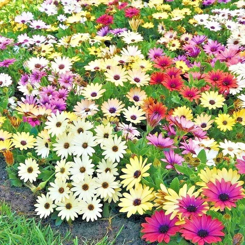 African Daisy Seeds - Cineraria Mix - Drought Tolerant Cape Marigold - Arctotis stoechadifolia - 201+ Non-GMO Seeds