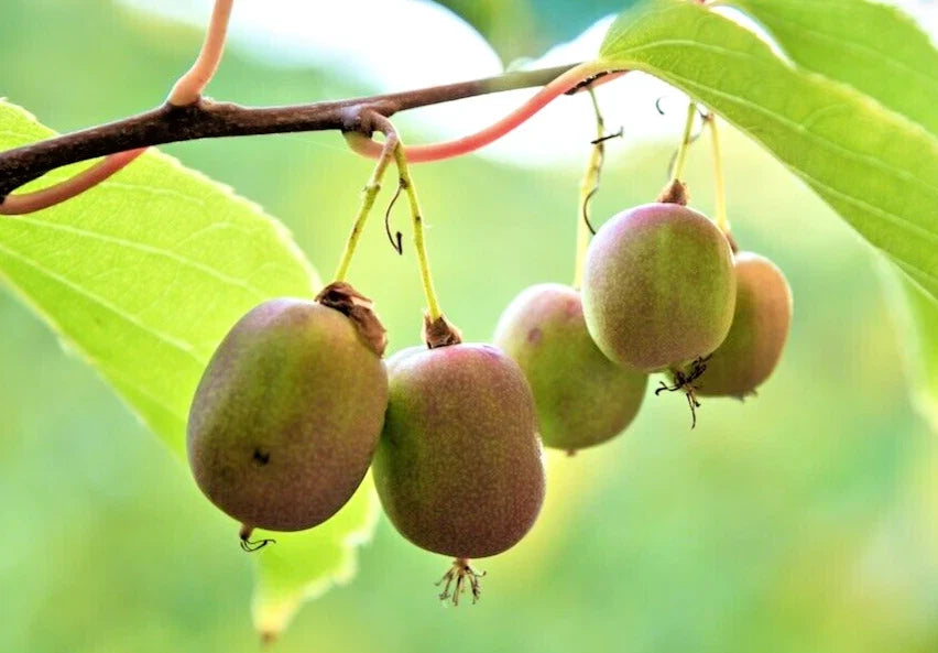 Hardy Arctic Kiwi Cuttings - 6 Seedless Cuttings - Actinidia Arguta - Cold-Hardy Climbing Vine for Home Garden