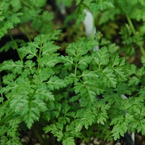 Winter Chervil Herb Seeds - Heirloom French Parsley - 100 to 1500 Count - Anthriscus cerefolium - Non-GMO Culinary Seeds