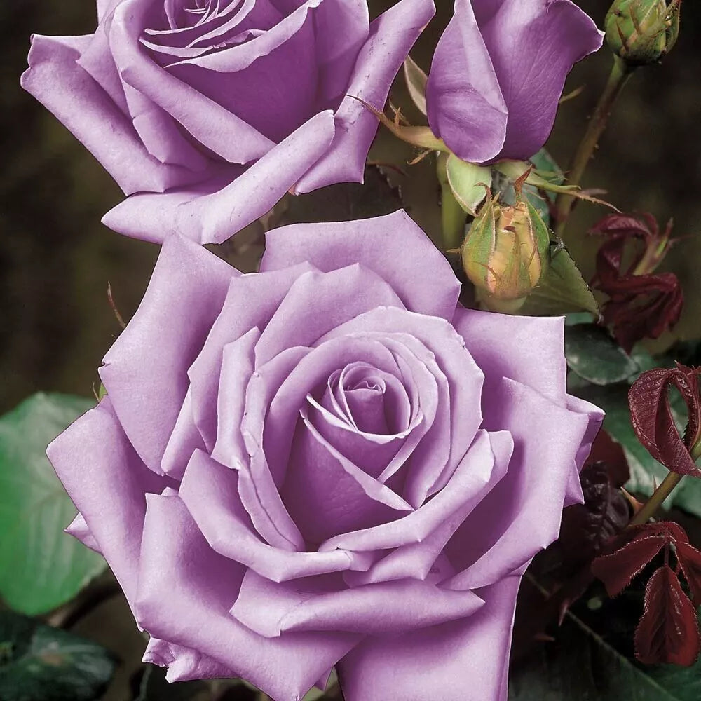 Rose Bush Cuttings - 3 Unrooted Blue Girl - Award-Winning Variety - Rosa 'Blue Girl' - Live Flower Plants for Garden