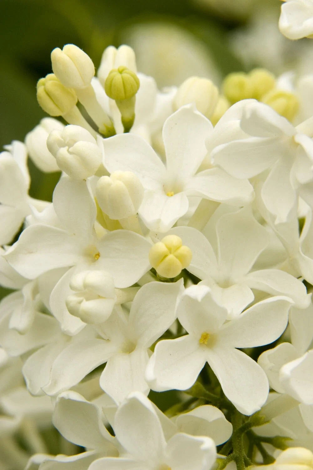 25 Angel White Lilac Seeds - Fragrant Hardy Perennial Flower - Syringa vulgaris 'Angel White' - US Seller