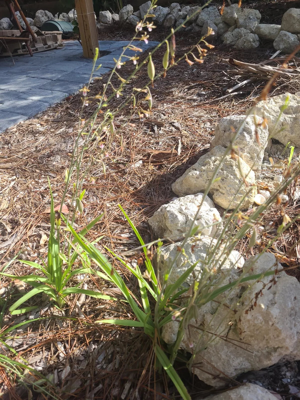 Eulophia Graminea Rhizomes - 2 Pc Ground Mini Orchid - Tropical Plant for Indoor Garden - Low Maintenance Orchid