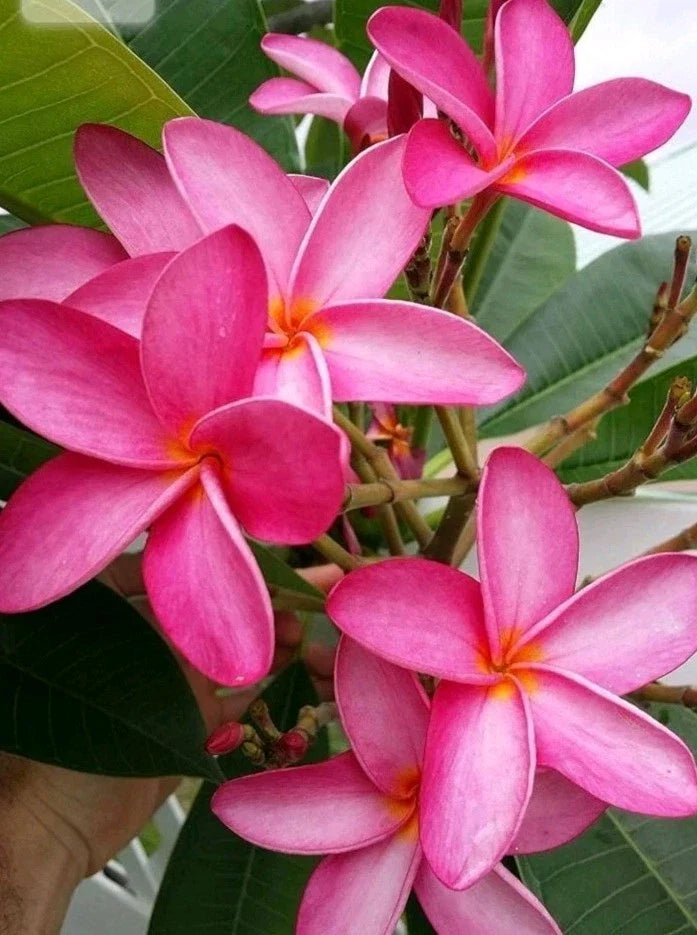 Bright Pink Plumeria Cutting - Hawaiian Fusha - Plumeria rubra - Tropical Flowering Plant for Garden or Indoor Use