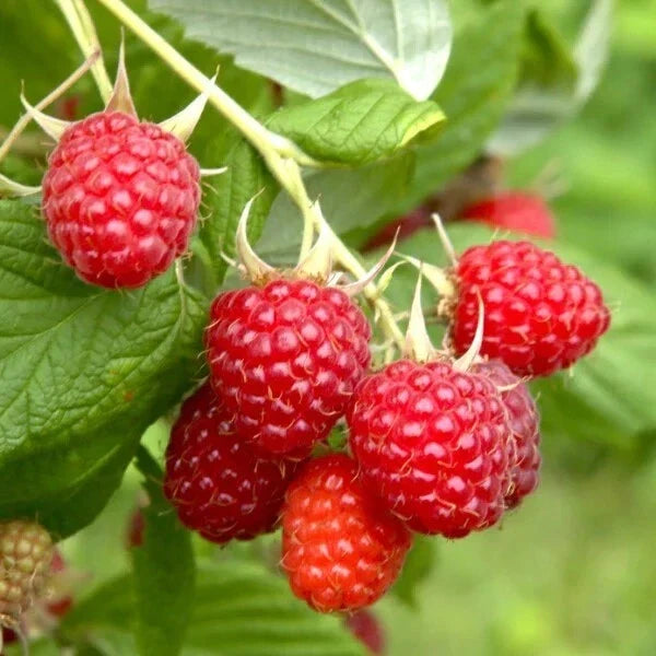 Everbearing Raspberry Cuttings - 20 Thin Cuttings - Heritage Variety - Rubus idaeus 'Heritage' - Ideal for Home Gardens
