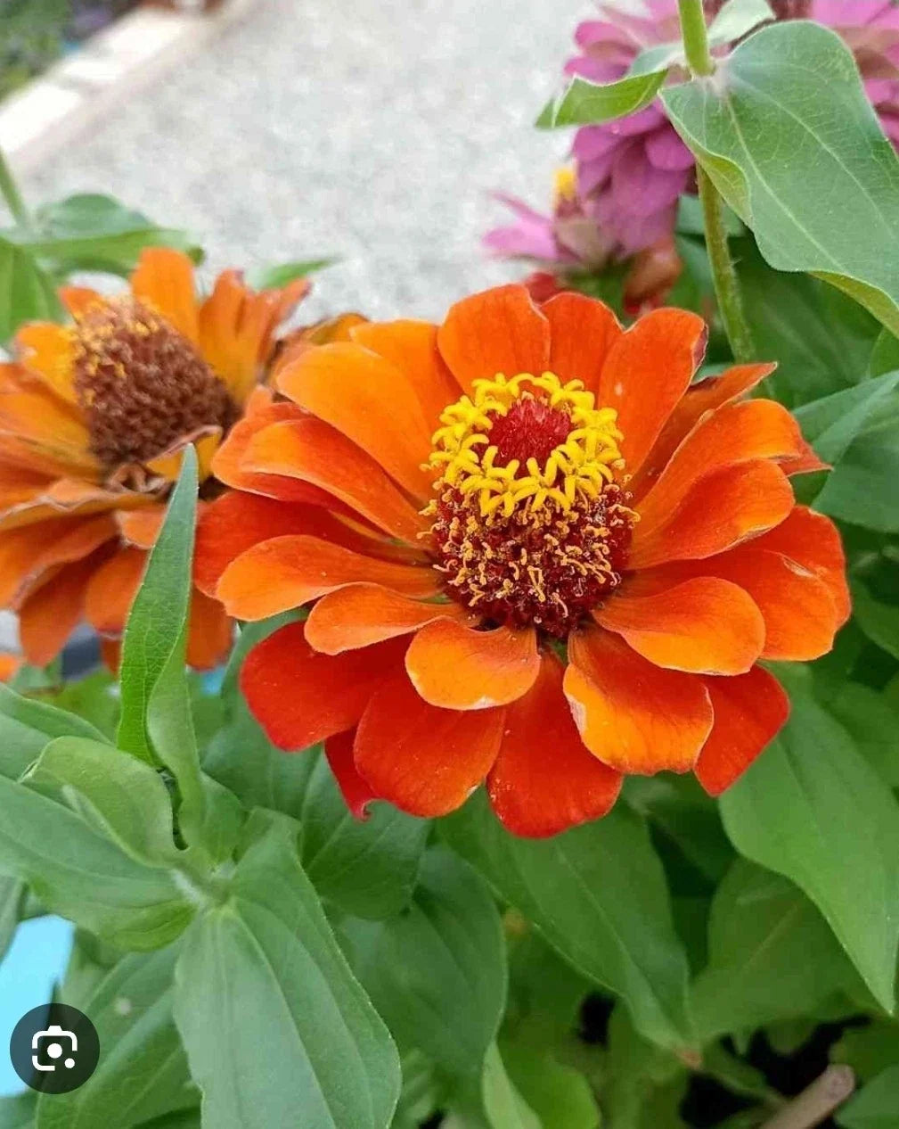 Dwarf Zinnia Seeds - 50+ Profusion Orange - Zinnia elegans - Vibrant, Low-Maintenance Flowers for Small Spaces