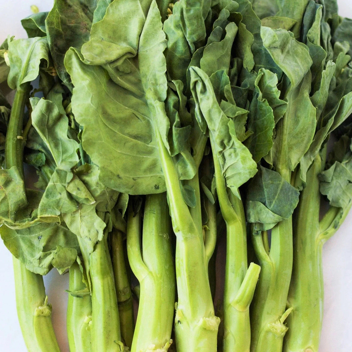 Chinese Broccoli Seeds - 500+ Count - Jie Lan Gai Lan Rapini - Brassica oleracea var. alboglabra - Non-GMO Heirloom for 2025 Planting