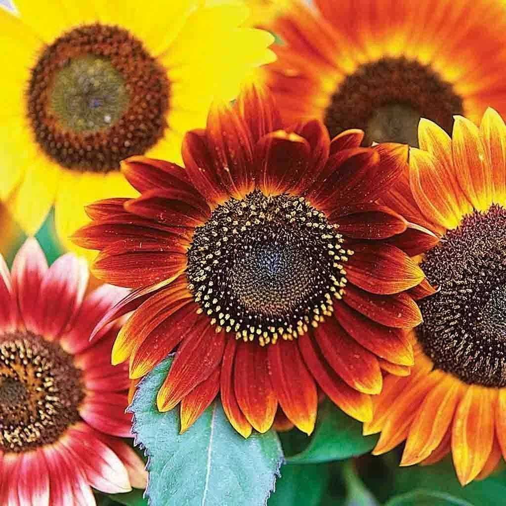 Sunflower Seeds 50+ Autumn Beauty Multicolor Mix Helianthus annuus - Vibrant Yellow, Orange, Red Blooms for Cut Flowers