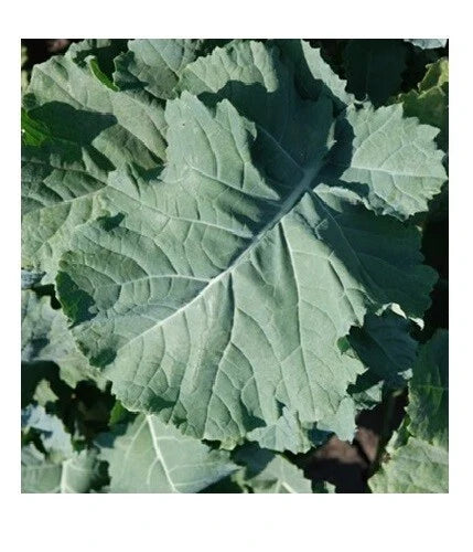 Kale Seeds 1000 Count Heirloom Compact Brassica oleracea - Vigorous Leaves for Small Gardens and Nutritional Meals