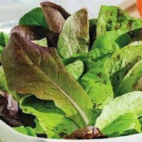 Organic Heirloom Romaine Trio Seeds - Salad Greens Variety Pack - Lactuca sativa - Non-GMO Gardening Supplies