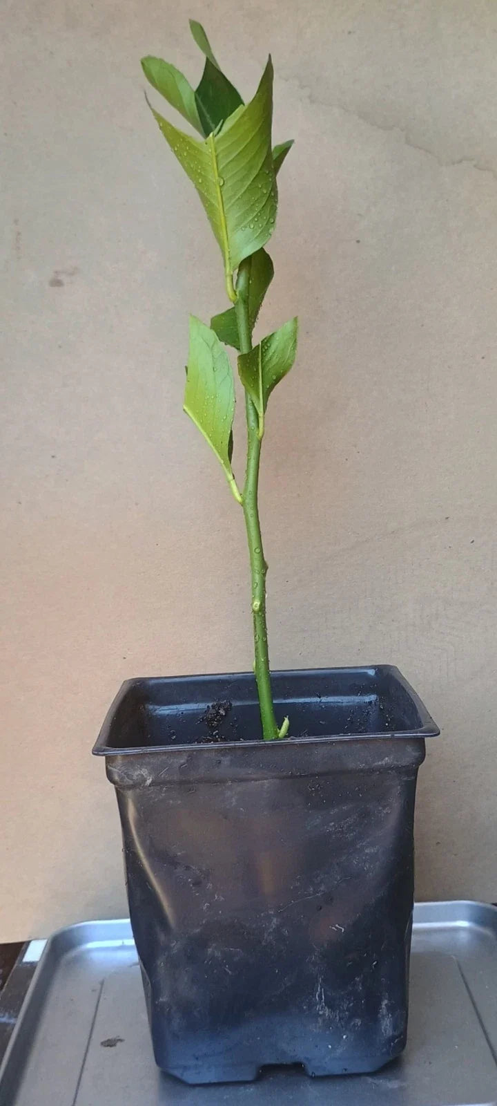 Eureka Rooted Cuttings 6" - Fast-Growing Citrus × limon - Healthy Plant from 15-Year Mother Plant for Home or Garden