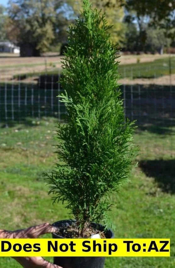 Emerald Green Arborvitae Plant 1-2 ft Thuja Occidentalis Evergreen Shrub, Privacy Screen, Low Maintenance, Drought Resistant