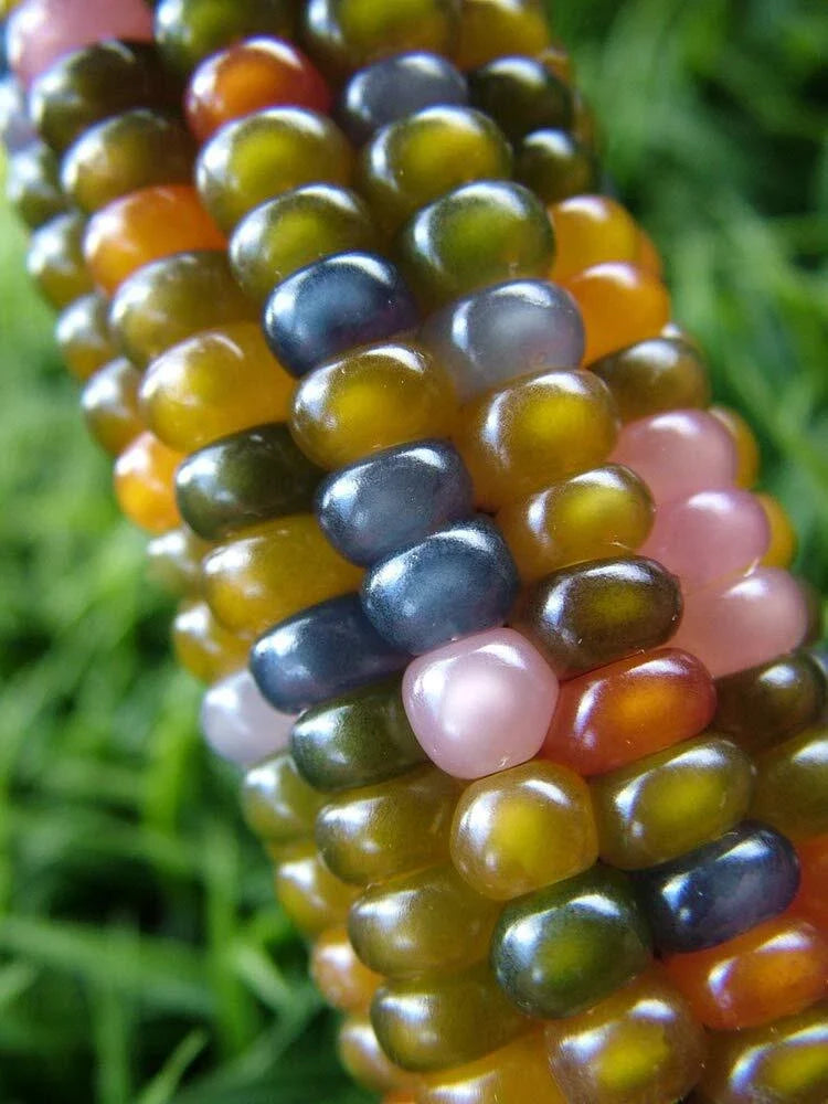 Rare Indian Corn Seeds - 40+ Seeds - Glass Gem Variety with Vibrant Kernels - Zea mays everta - Heirloom Garden Seeds