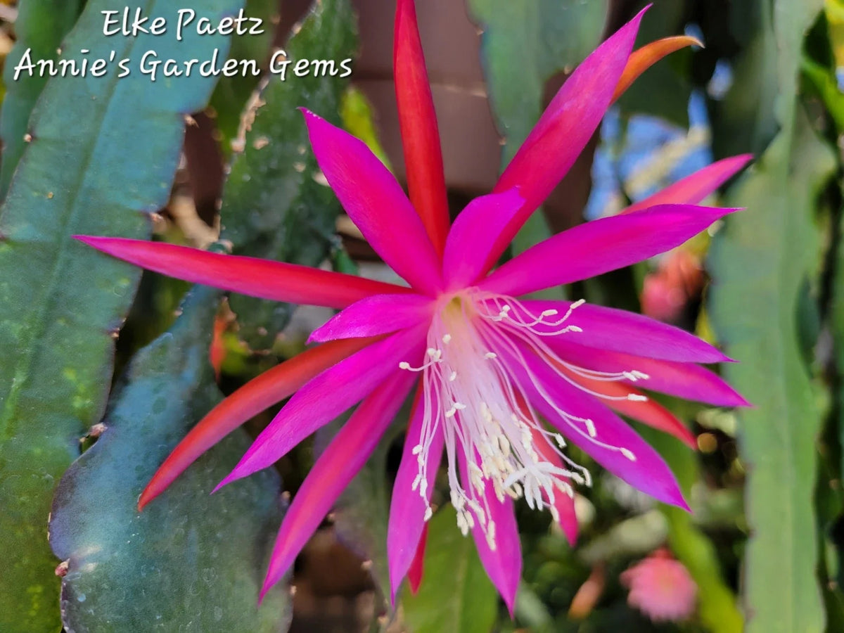 Epiphyllum Cuttings 8-10 inches Elke Paetz Variety Unrooted Cactus for Propagation Epiphyllum hybrid
