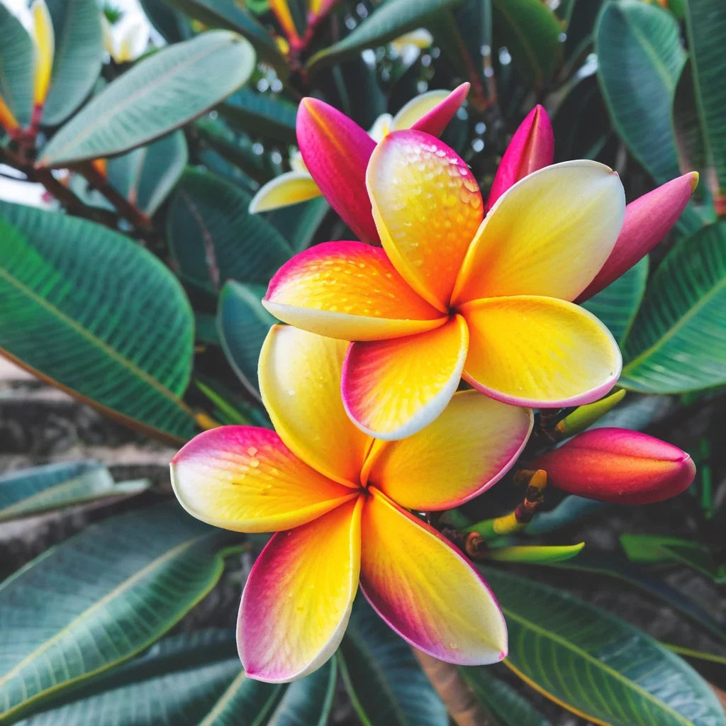 Plumeria Seeds - 5 Light Pink Yellow Flowers - Frangipani Variety - Plumeria spp. - Hawaiian Perennial Lei Plant
