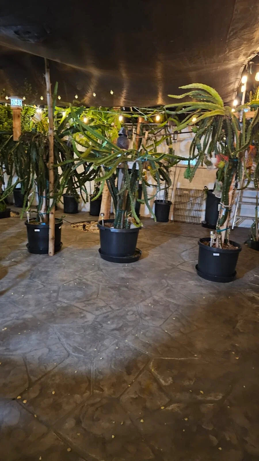 Dragon Fruit Cuttings 3-5 Inches Multiple Varieties Hylocereus spp. for Grafting - Red, White, Yellow Flesh Options
