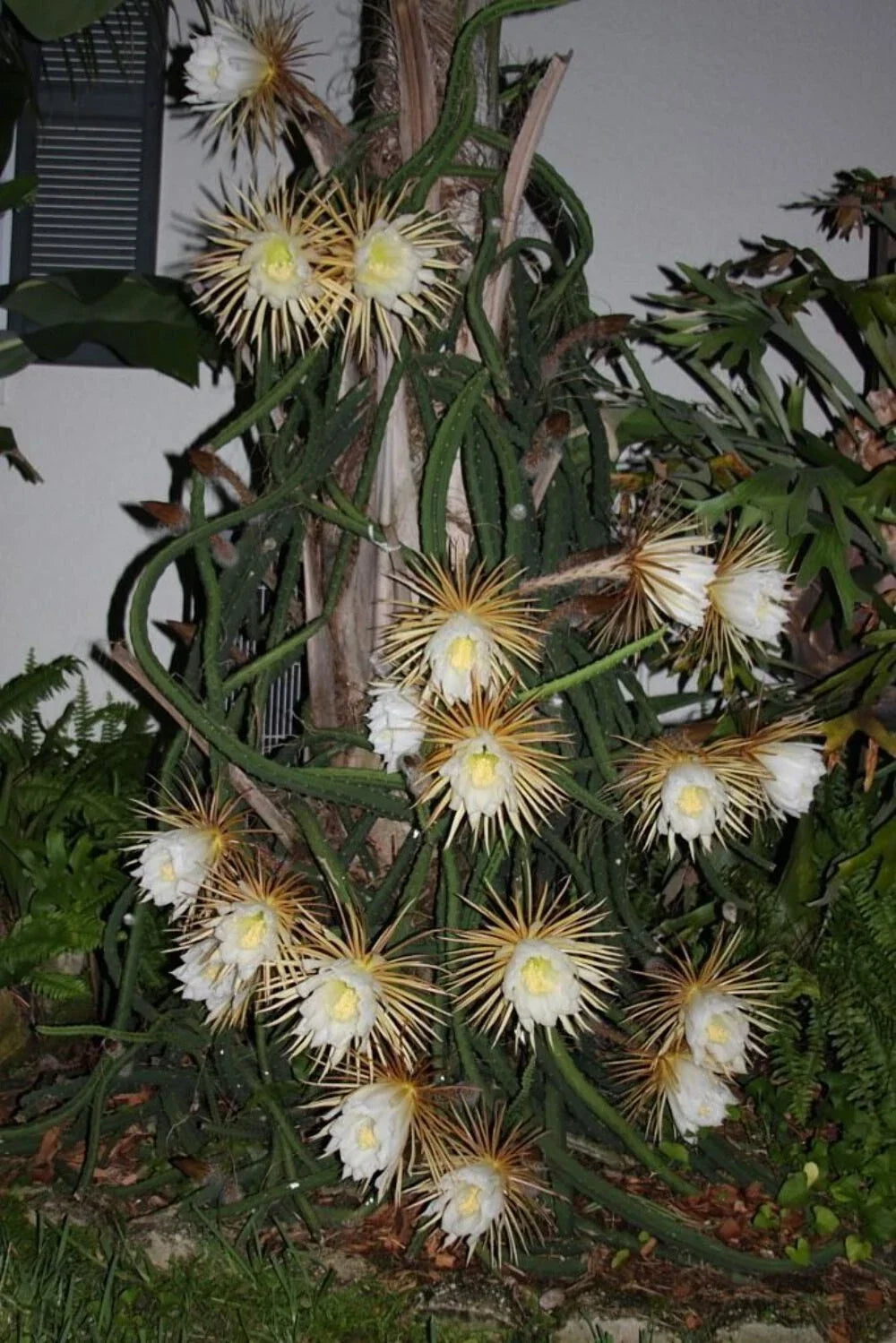 Queen of the Night Plant - Rooted in Pot - Night Blooming Cereus - Selenicereus grandiflorus - Fragrant White Flowers