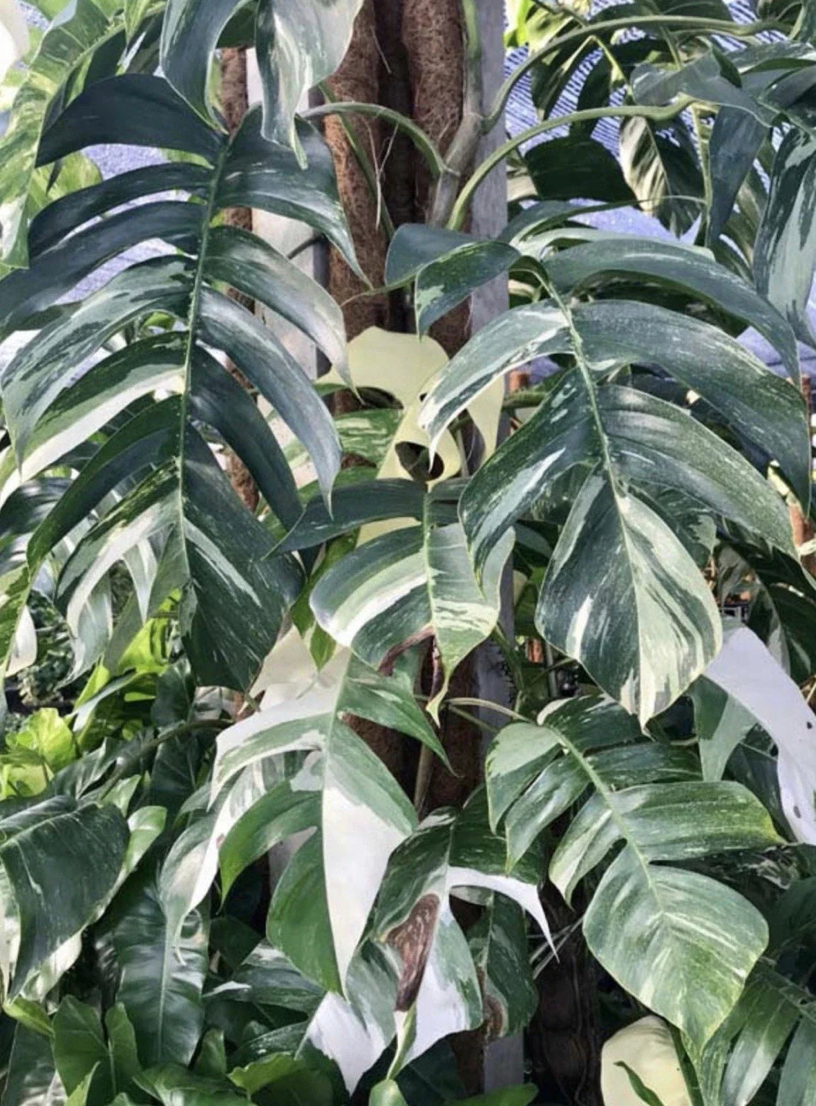 Epipremnum Pinnatum Albo Cutting - Rare White Variegated Pothos Plant Cutting x(1) for Indoor Gardening & Home Decor