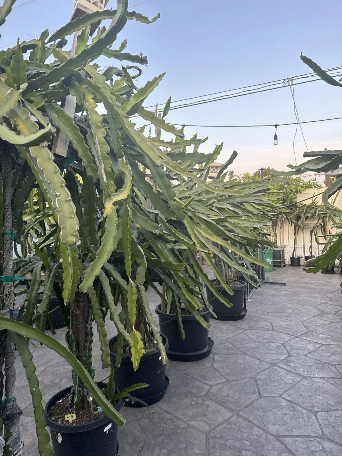 Dragon Fruit Cuttings - 5 Unknown Varieties - 20-26 Inches Long - Pitaya (Hylocereus spp.) - Tropical Garden Essentials
