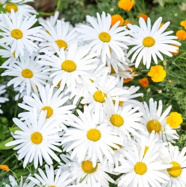 OX-EYE Daisy Seeds Pack - 100 to 1000 Seeds, Drought Tolerant Perennial, Leucanthemum vulgare for Pollinators