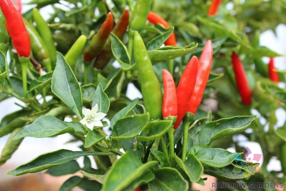 Malagueta Hot Pepper Seeds - 25+ Seeds - Capsicum frutescens - USA Grown for Garden Planting
