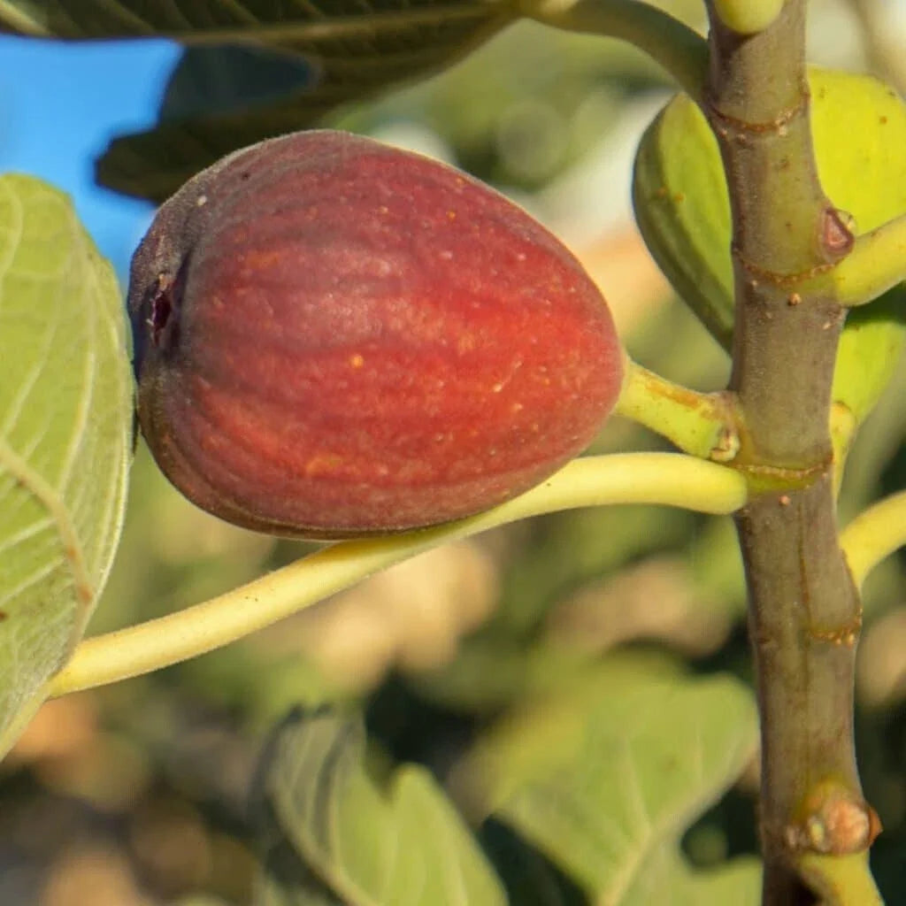 Calimyrna Fig Seeds - 100+ Organic Seeds for Planting - Ficus carica - USA Grown Gardening Supplies