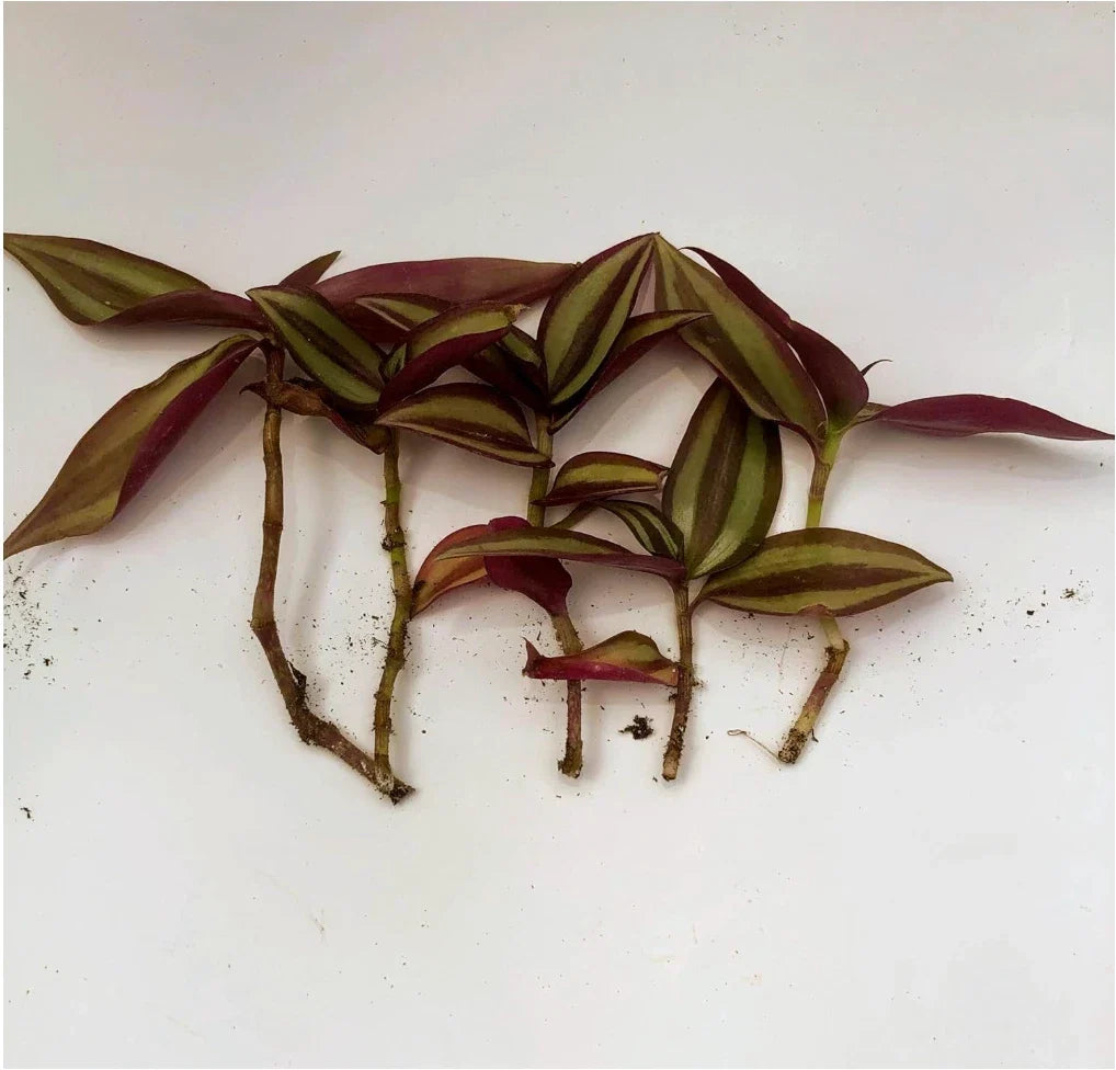 Zebrina Silver Wandering Jew Cuttings - 5 Cuttings in 2" or 4" Pot - Tradescantia zebrina - Easy Care Indoor Houseplant