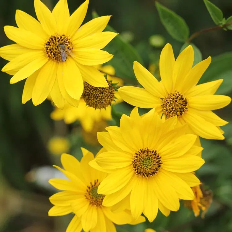 Lemon Queen Sunflower Seeds Packet 25+ Annual Yellow Blooms Helianthus annuus Non-GMO Garden Flowers