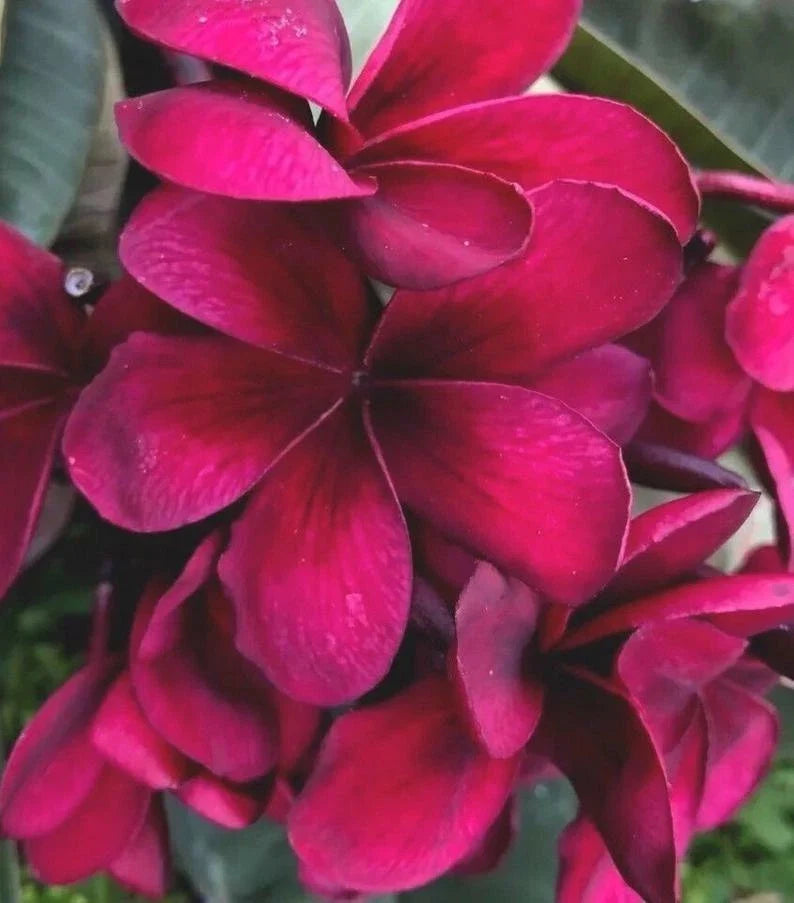 Bright Pink Plumeria Seeds - 5 Perennial Flower Seeds - Frangipani - Plumeria rubra - Easy to Grow, Attracts Butterflies
