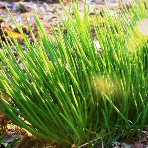 Onion Chives Seeds - 500+ Count - Allium schoenoprasum - Non-GMO Garden Vegetable for 2025 Planting