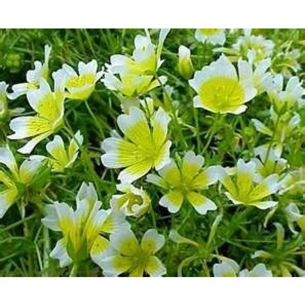 Poached Egg Plant Seeds, 130 Seeds, Limnanthes douglasii, Pollinator-Friendly Meadow Flowers for Gardens