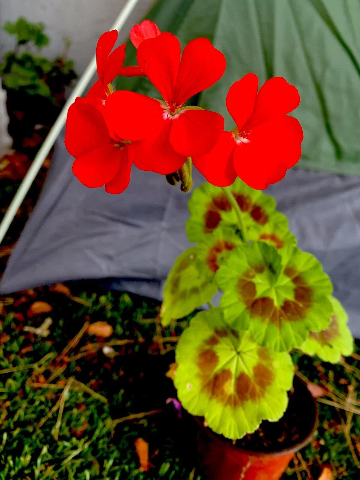 Geranium Live Plants 8-10 Inch Bright Orange Flowers Pelargonium spp. - Compact & Hardy for Gardens and Containers
