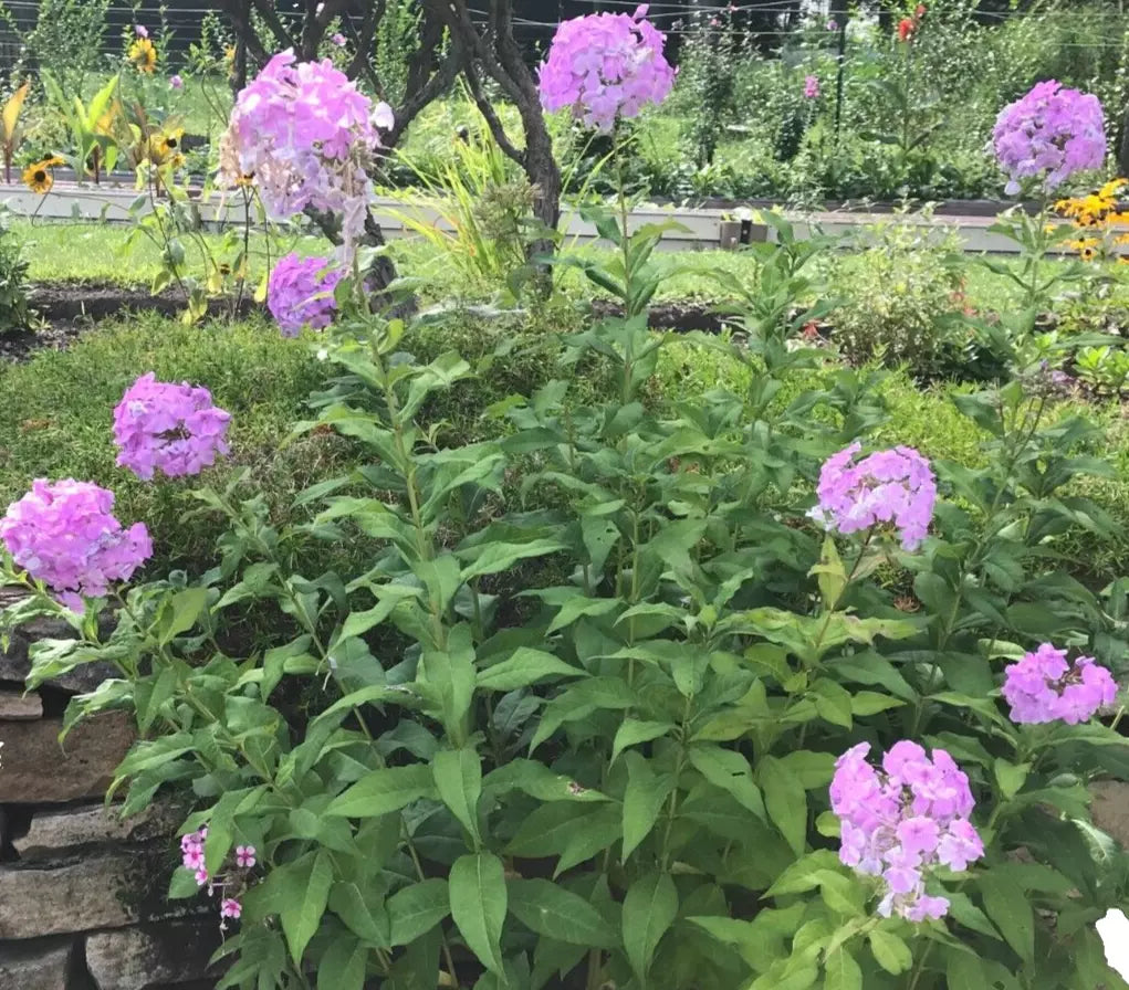 Tall Phlox Plants - 5 Bare Root Pink Perennials - Phlox Paniculata - Live Garden Flowers for Butterflies