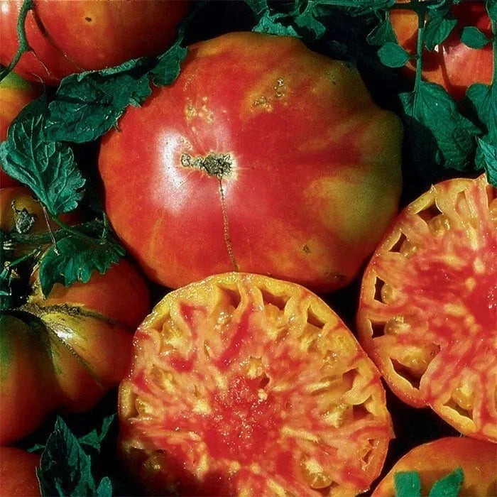 Hillbilly Tomato Seeds - 30+ Heirloom Organic Non-GMO - Solanum lycopersicum - Rare Variety for Home Gardening