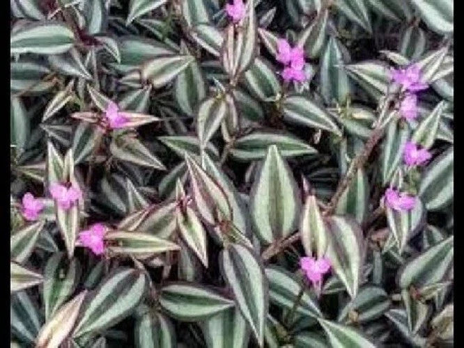 Purple Zebra Wandering Jew Cuttings - 50 Stem Cuttings - Tradescantia Zebrina - Indoor Plant Propagation, Easy Care, Vibrant Foliage