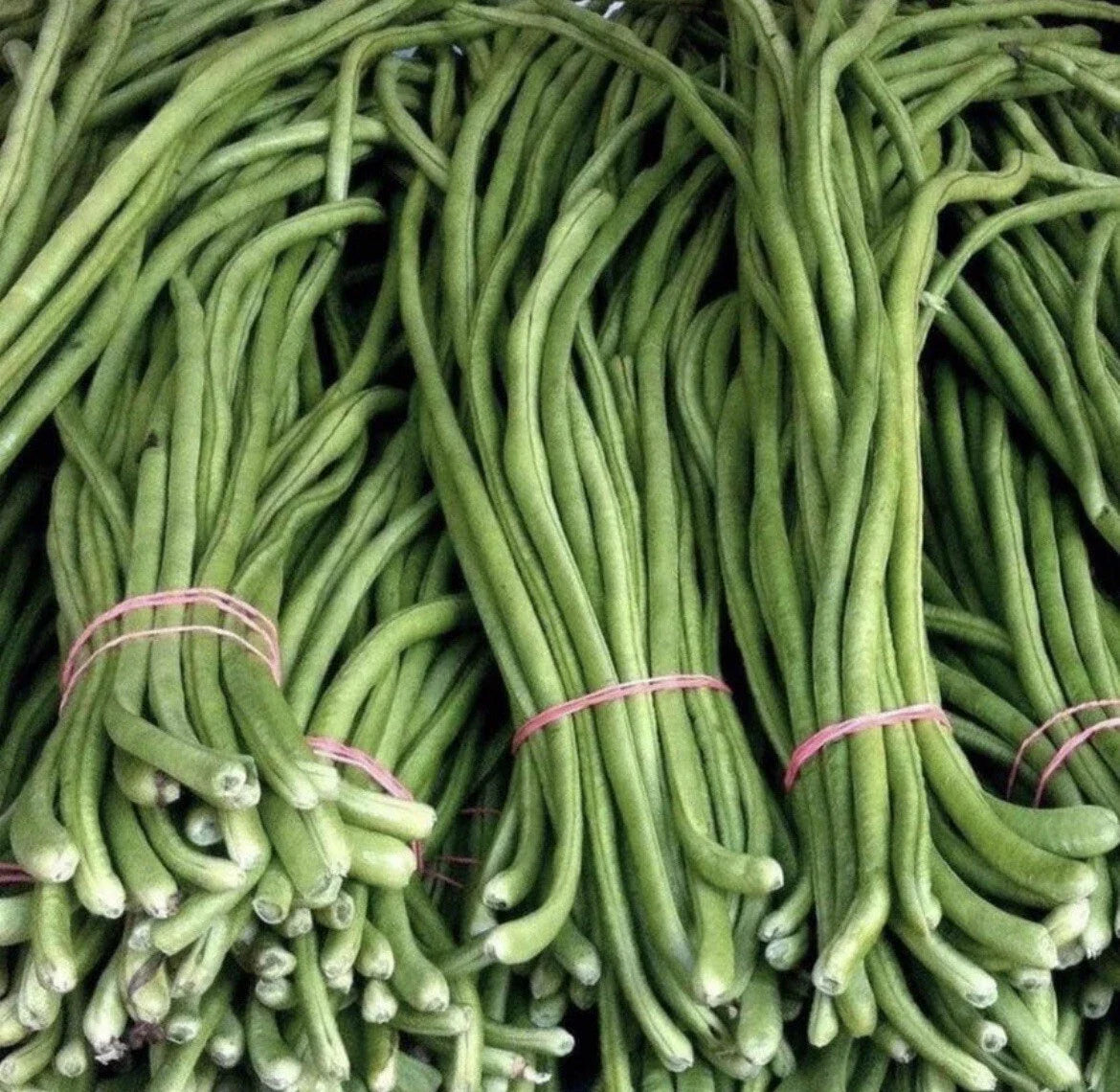 Green Yard Long Bean Seeds - 15+ Seeds, Vigna unguiculata, Asian String Beans for Home Gardening and Culinary Use
