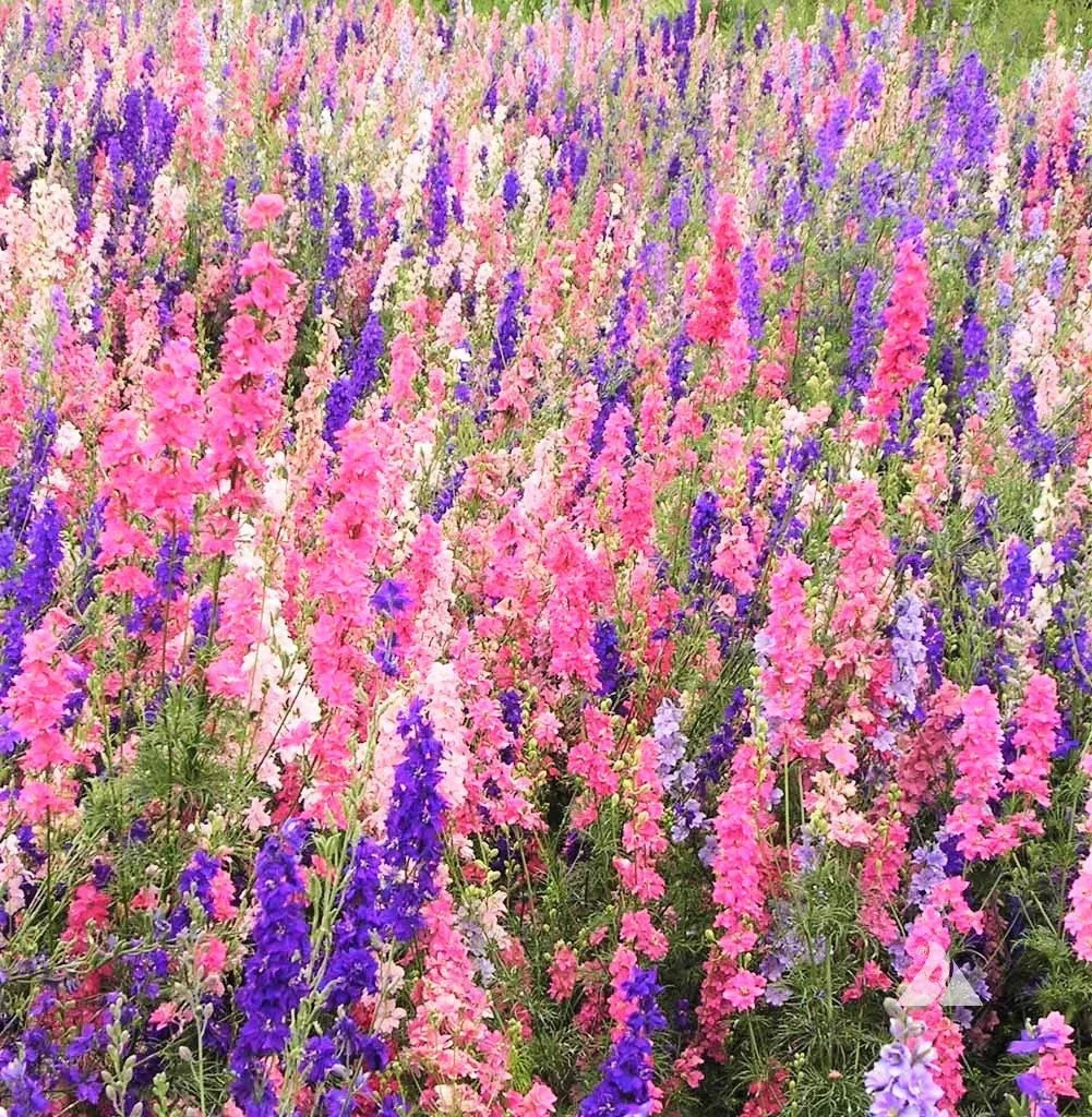 Larkspur Seeds - 400+ Count Rocket Mix - Delphinium Ajacis - Colorful Annual Flowers for 2025 Planting - Non-GMO