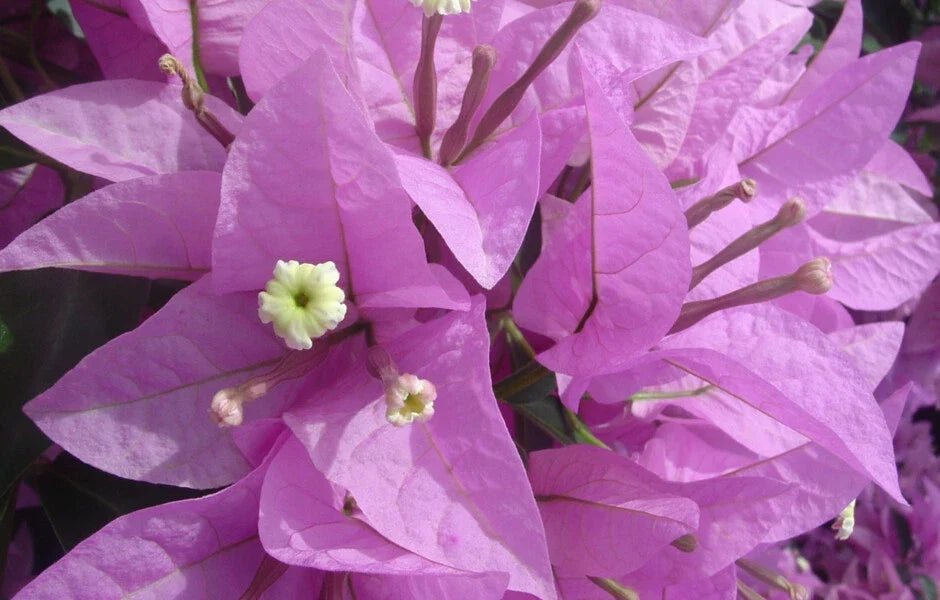 Bougainvillea Starter Plant - Silhouette Variety - Bare Root - Bougainvillea glabra - Colorful, Low Maintenance Garden Vine