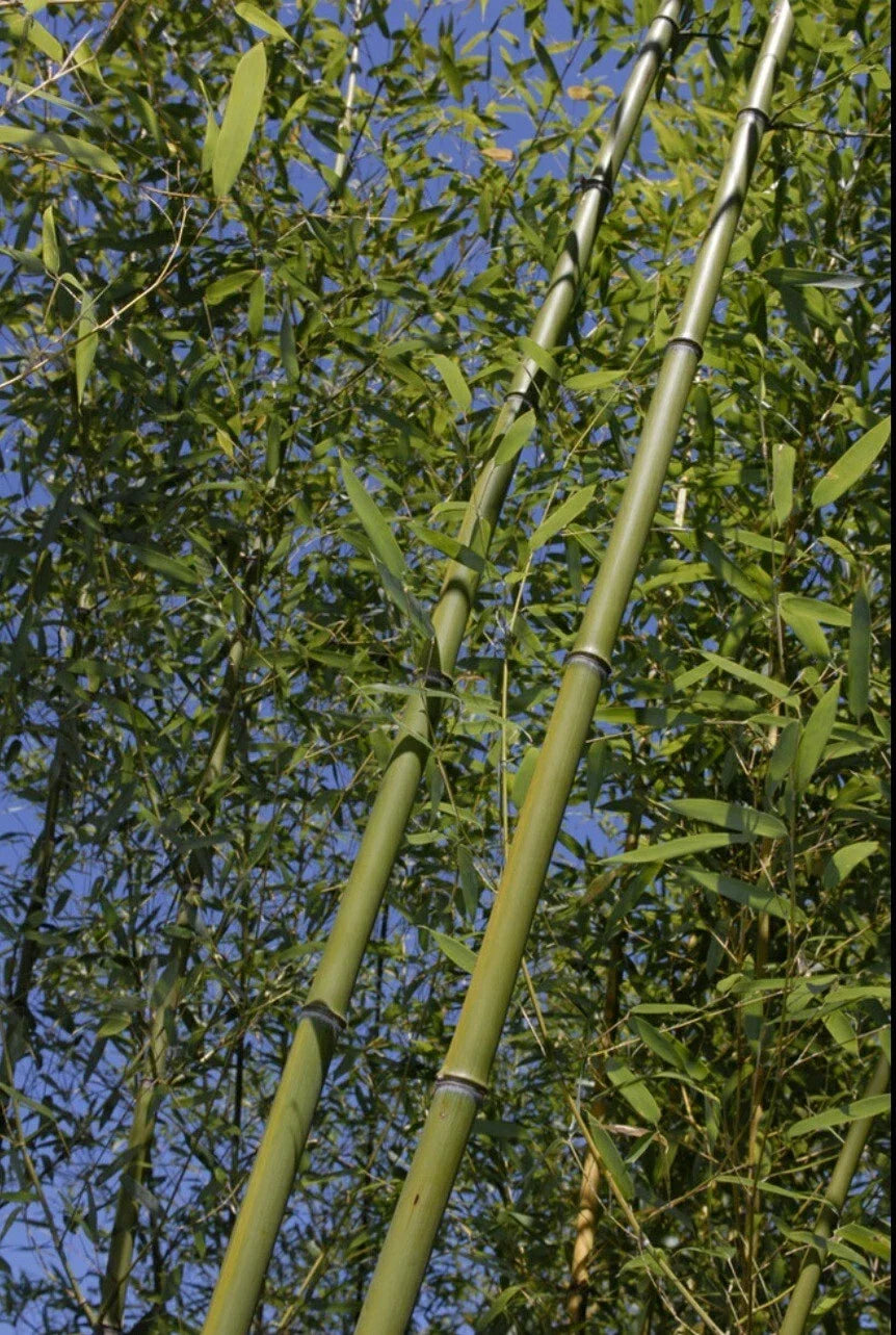 Bamboo Bare Root Plant Rhizome Phyllostachys Rubromarginata 'Red Margin' Budded Variety for Privacy Screens