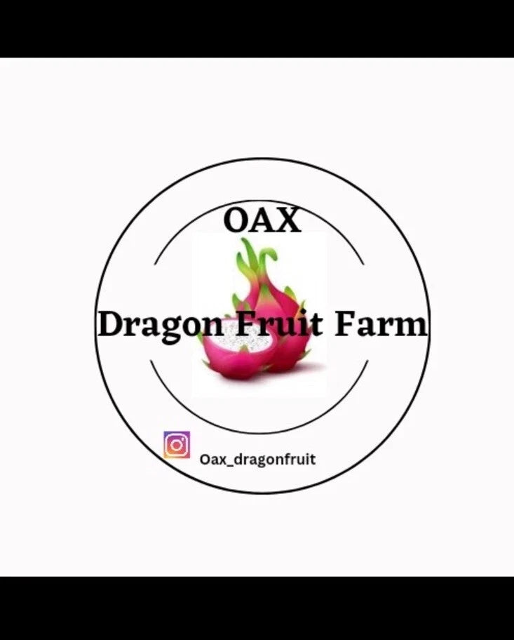 Purple Haze Dragon Fruit Cuttings - Mature Plant Propagation - Hylocereus undatus - Vibrant Purple Flesh Cactus