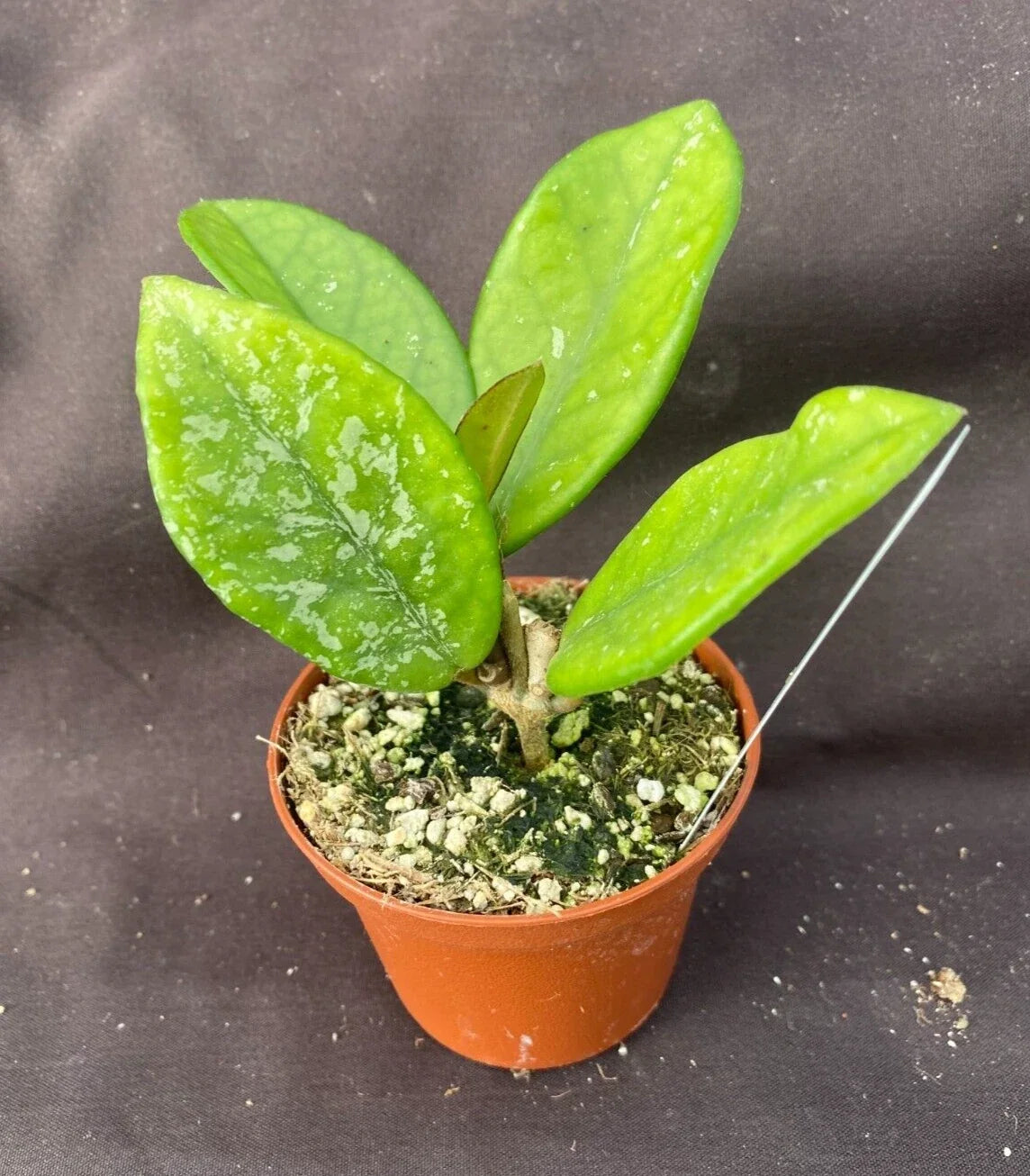 Hoya Plant 2.5" Pot Hoya carnosa 'Wilbur Graves' Rooted Wax Plant for Sale, Easy Care Indoor Houseplant, Air-Purifying