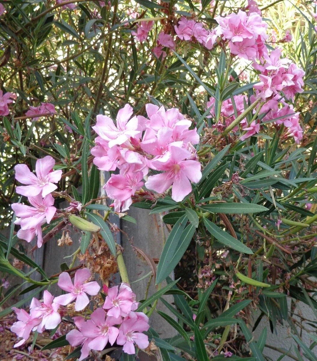 Oleander Cuttings 7" Pink Live Flower Plant for Propagation - Nerium oleander - Vibrant, Low Maintenance, Drought-Resistant