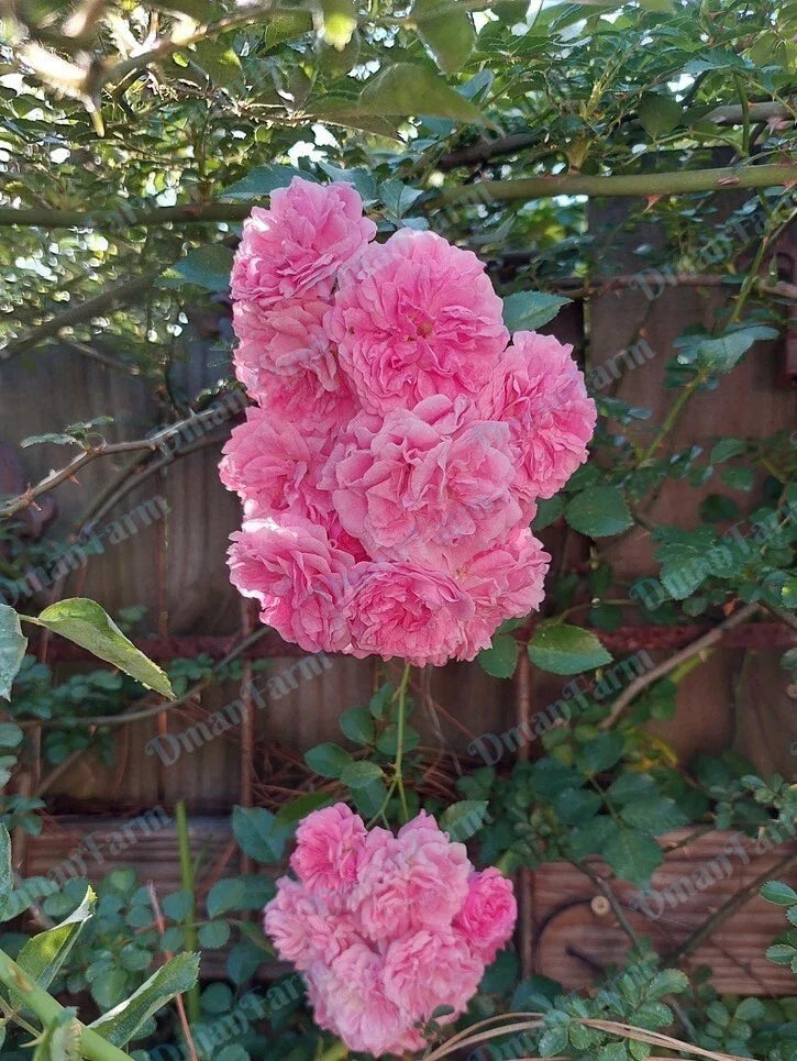 Seven Sisters Pink Rose Bush Bare Root Live Plant - Heirloom Climbing Rambler Rosa multiflora - Organic Garden Starter Plant