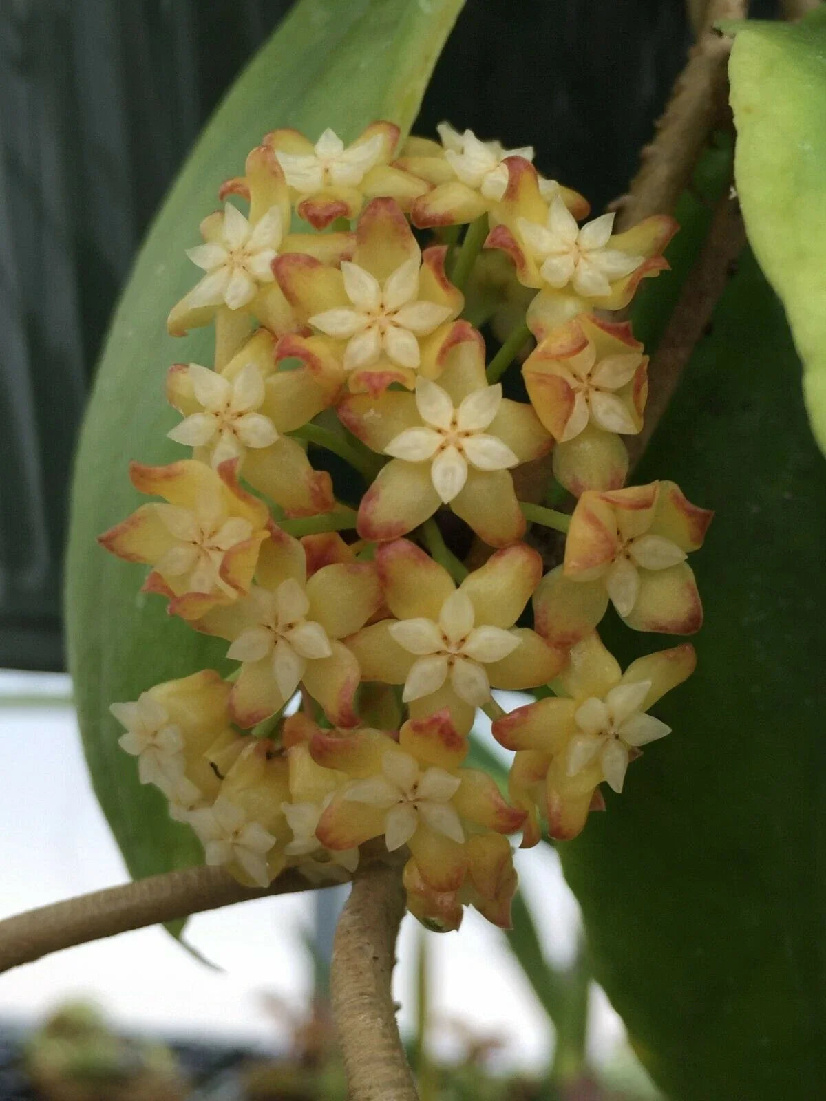 Hoya Crassicaulis Plant in 3" Pot, Rare Indoor Houseplant, Waxy Leaves, Rooted Hoya Variety, Hoya crassicaulis