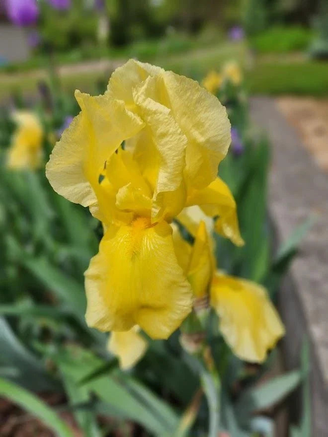 Tall Bearded Iris Live Plants - 2 Ruffled Yellow Varieties - Iris germanica - Perennial Garden Flowers