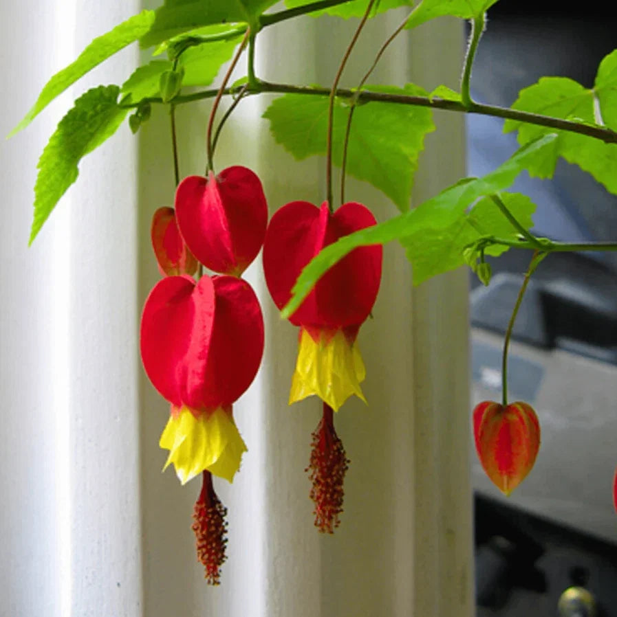 Live Abutilon Chinese Lantern Plants - 3 Colorful Well-Rooted Plugs - Abutilon hybridum - Ideal for Gardens and Containers