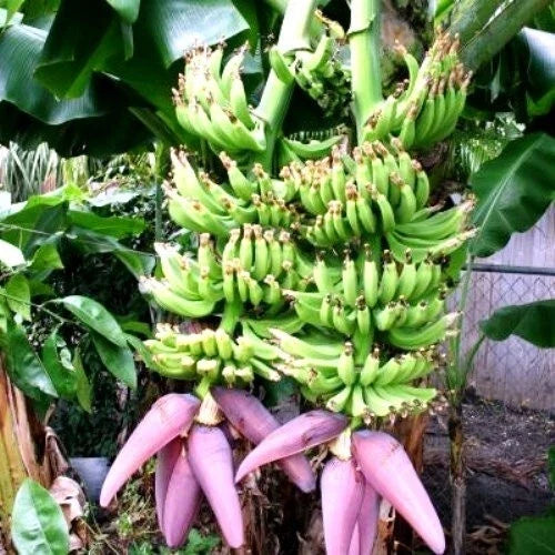 Double Mahoi Banana Tree Starter Plant - Small Rooted Musa acuminata for Home Gardens and Tropical Landscapes
