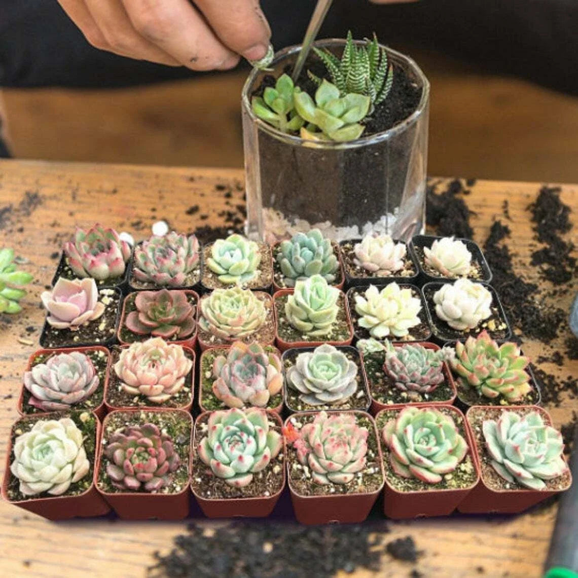 Echeveria Succulent Plants 2'' Assorted Rosettes 24 Pack Echeveria spp. Indoor Garden Decor Low-Maintenance Plants