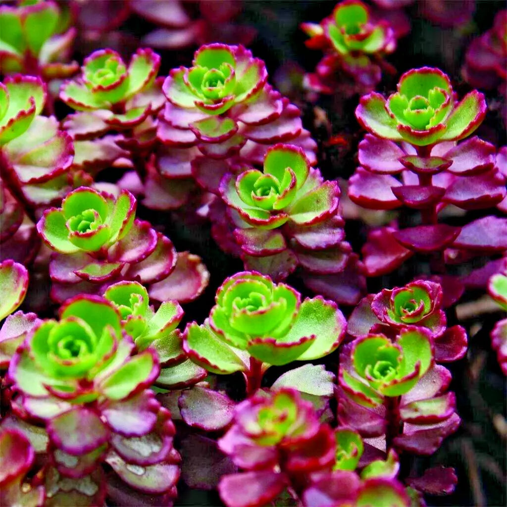 Sedum Red Carpet Live Plants - 7 Bare Root Hardy Succulents for Rock Gardens - Sedum spurium, Drought Tolerant, Cold Resistant