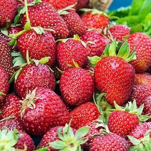 Albion Strawberry Plants - 10 Bare-Root Day Neutral - Fragaria × ananassa - High-Yield, Sweet Berries for Home Garden